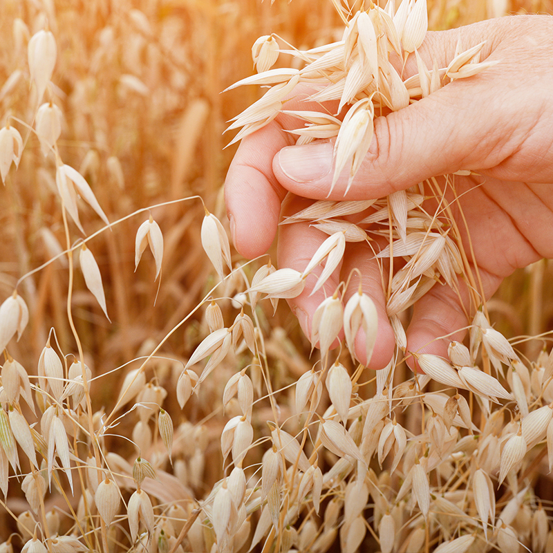 Hongji Agriculture